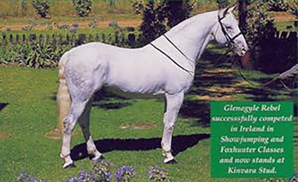 Glenagyle Rebel